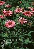 Echinacea rubinstern